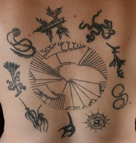 tree of life tattoos. of the Hillis Tree of Life